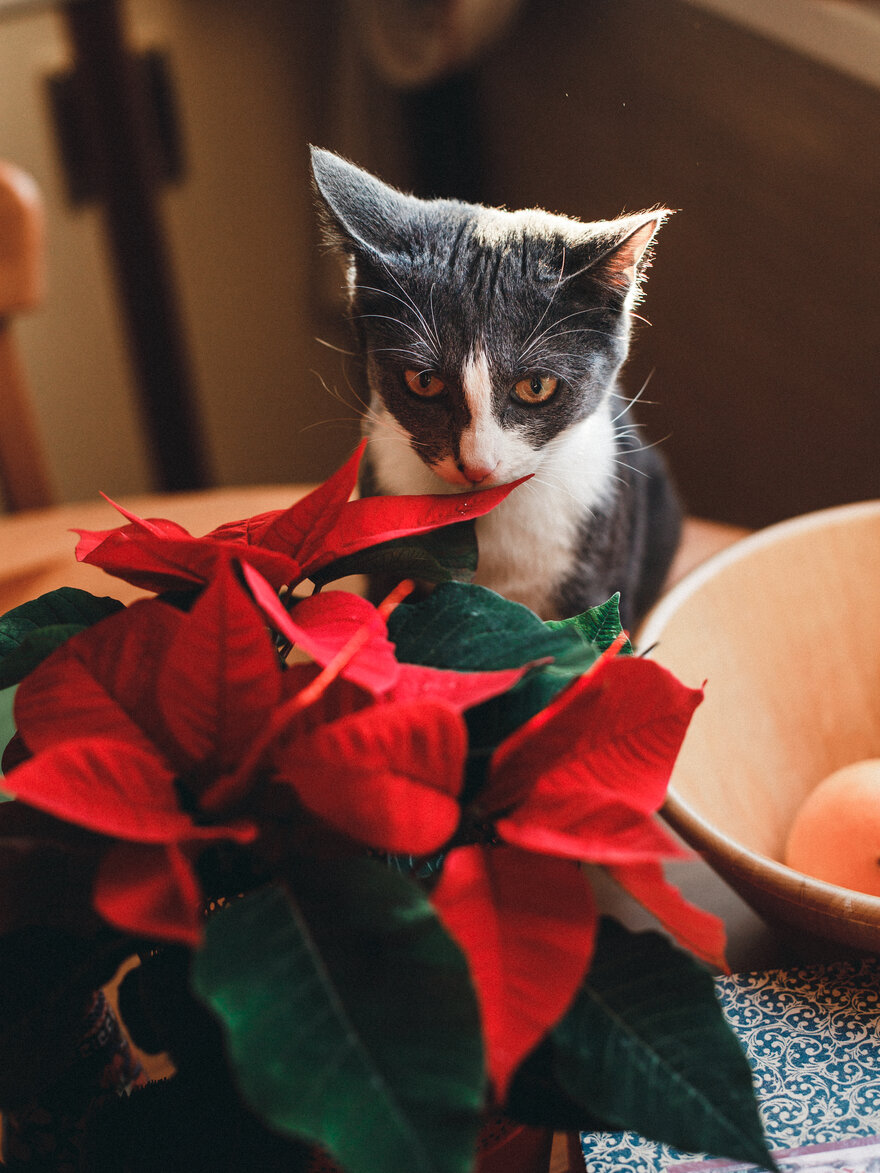Bildet viser en katt som lukter på en rød julestjerne-plante.