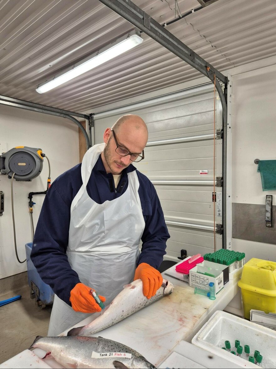 Mann med briller og hvitt plastforkle tar prøver av en oppdrettslaks