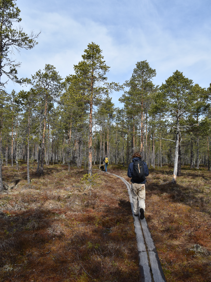 Tysjöarna Bird Sanctuary field excursion, walking path, clear cutting and budding nature paths